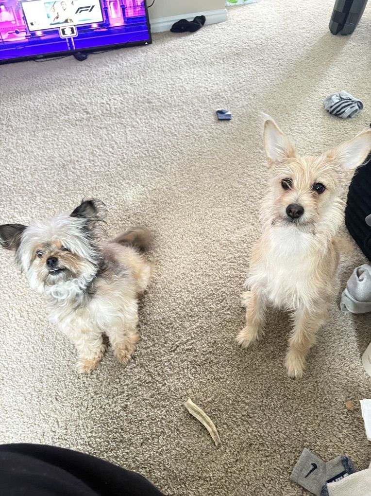 Dogs