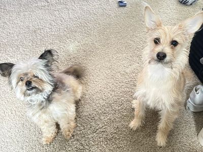 Dogs