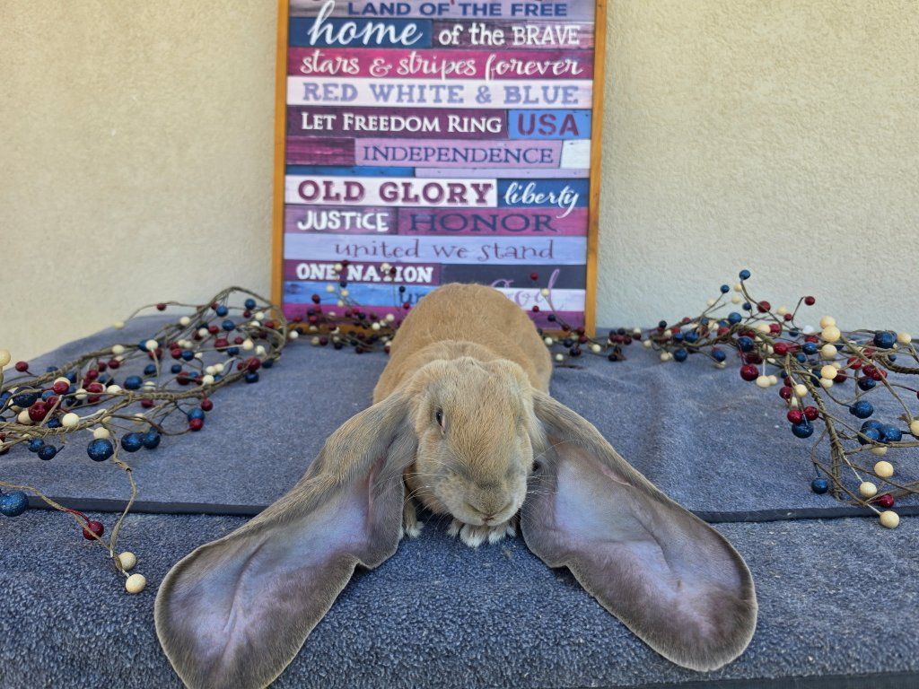 Pedigreed Blue Tort English Lop Doe