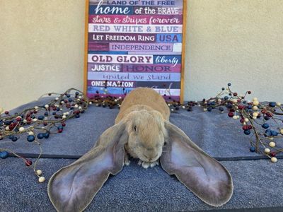 Pedigreed Blue Tort English Lop Doe