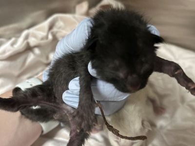 Hello my name is Grainger