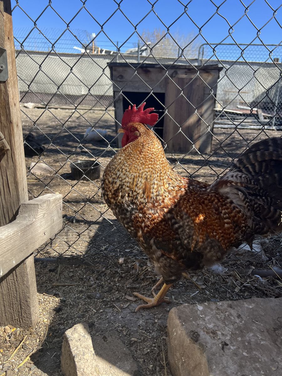 Bielefelder Mix Fertile Eggs