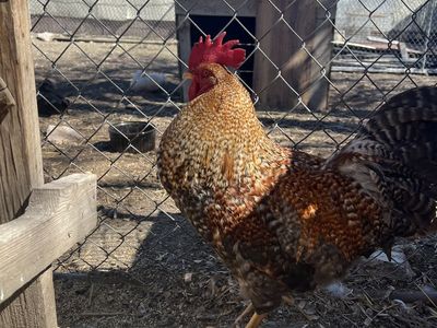 Bielefelder Mix Fertile Eggs