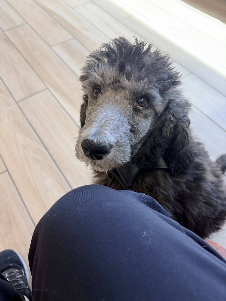 Silver/Brindle standard poodle pup
