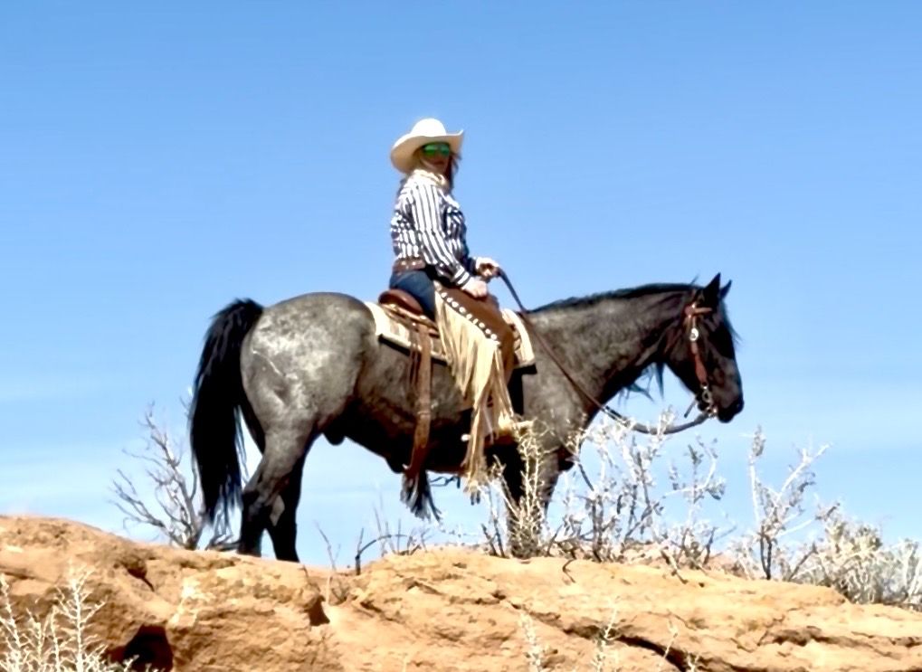 7 year old blue roan half draft gelding