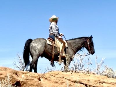 7 year old blue roan half draft gelding