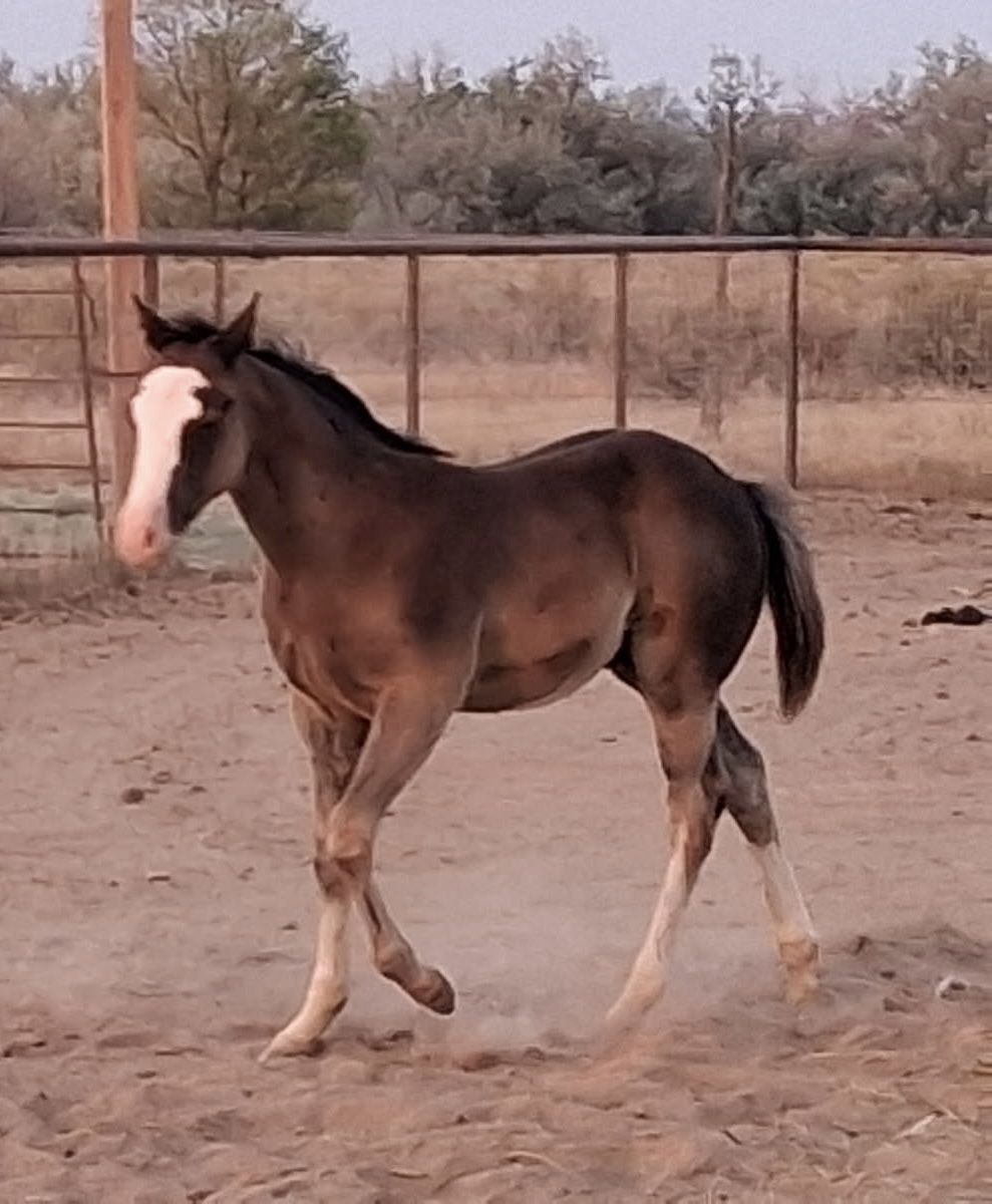 AQHA and APHA splash black colt Distinctive Bald Face Markings