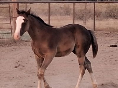 AQHA and APHA splash black colt Distinctive Bald Face Markings
