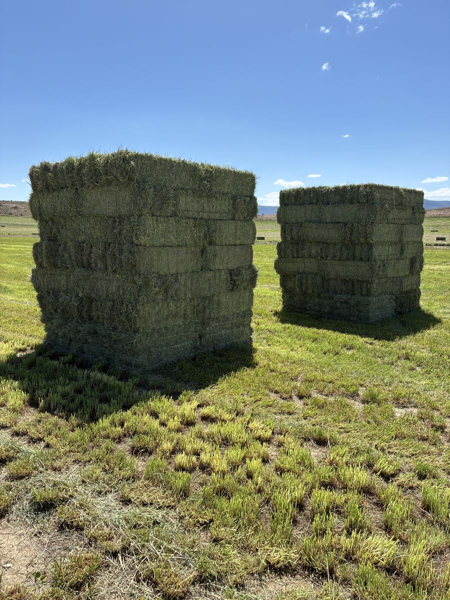 Orchard Grass Hay