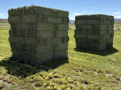 Orchard Grass Hay