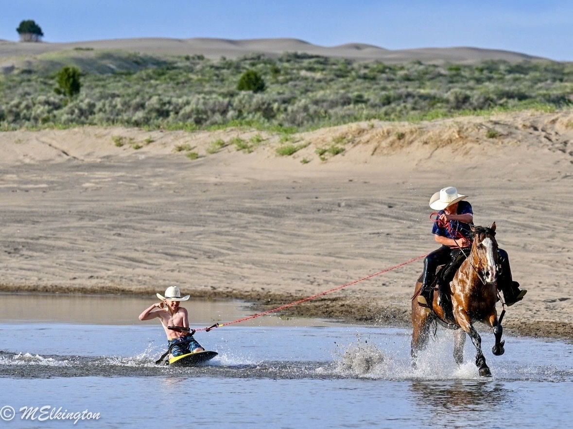 All around half Gypsy Pony