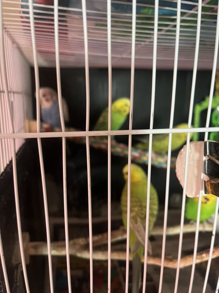 Bird