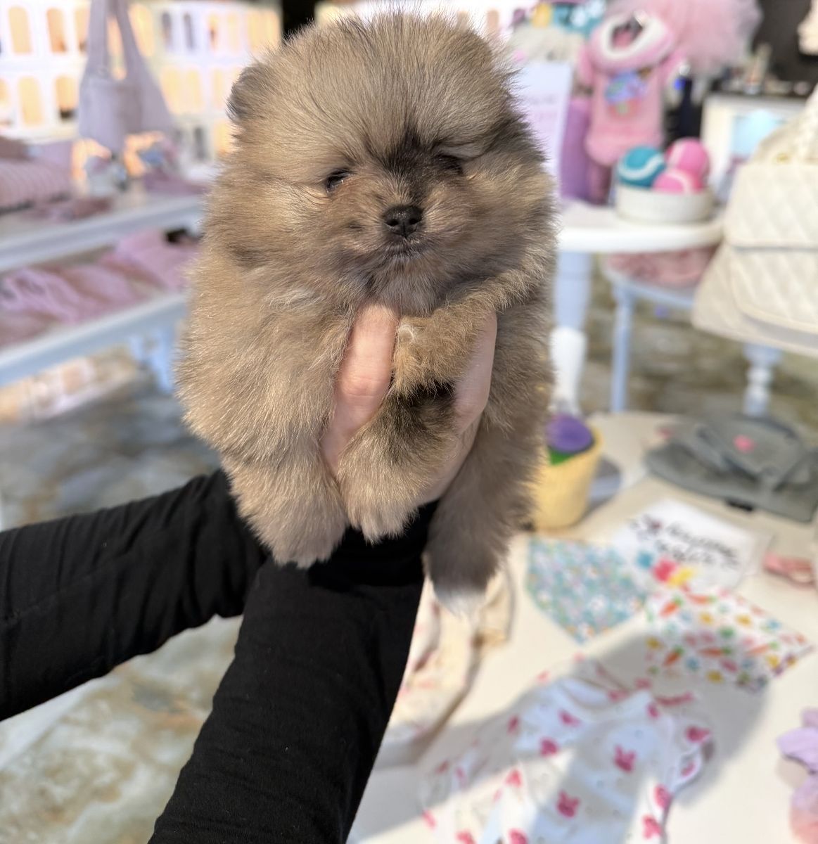 1.1 lb. Teacup Pomeranian