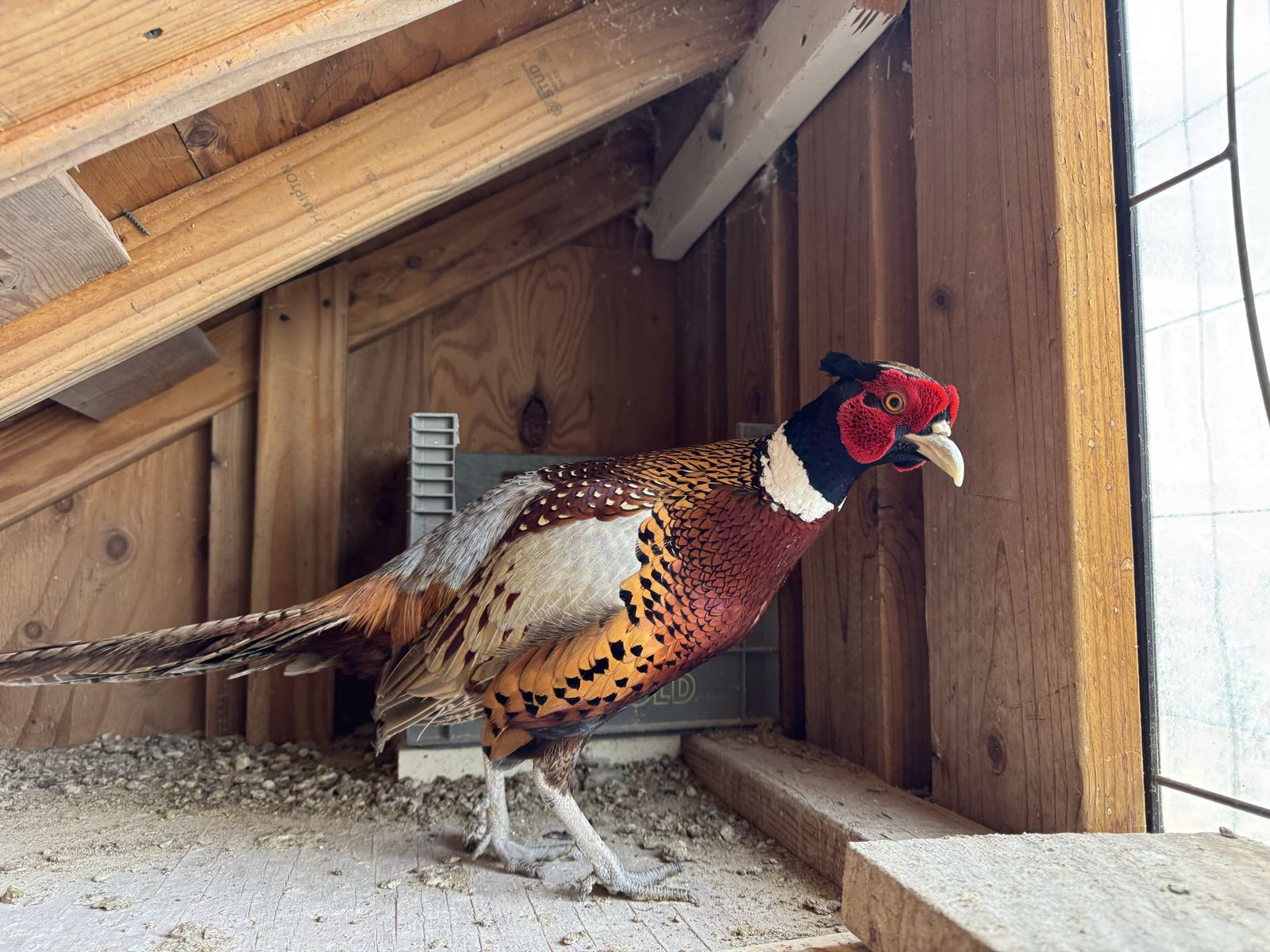 Ring Neck Pheasant