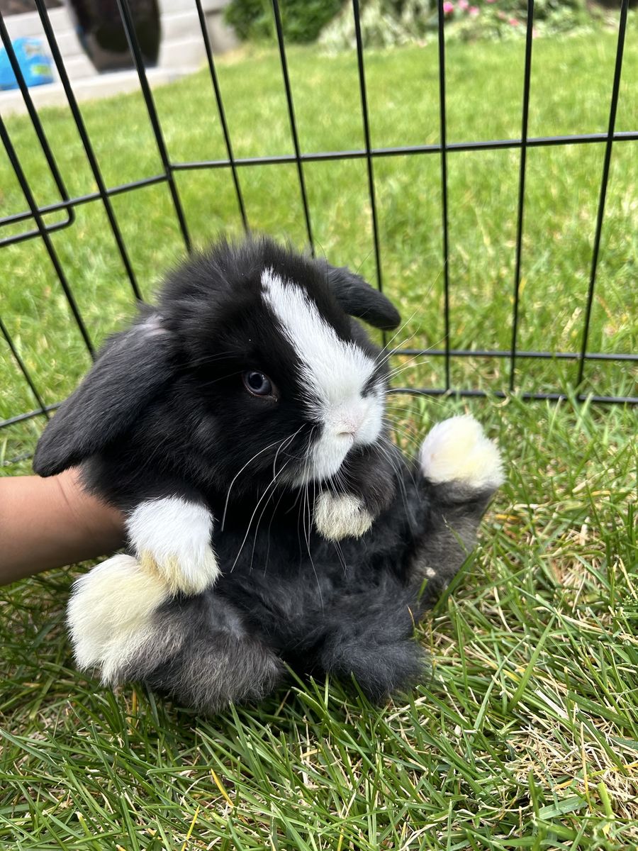 Holland lop bunny