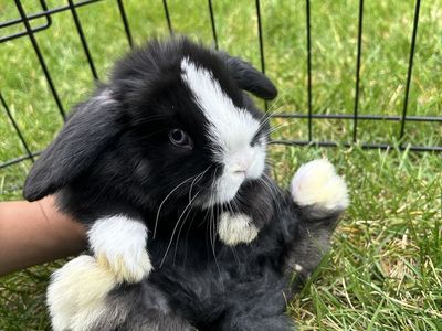 Holland lop bunny