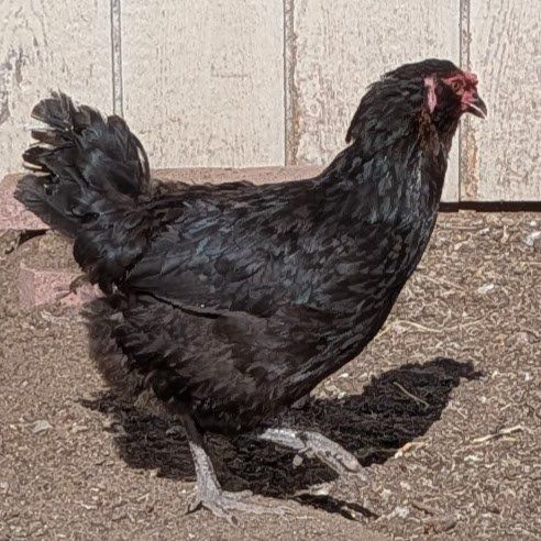Olive Egger hen