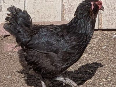 Olive Egger hen