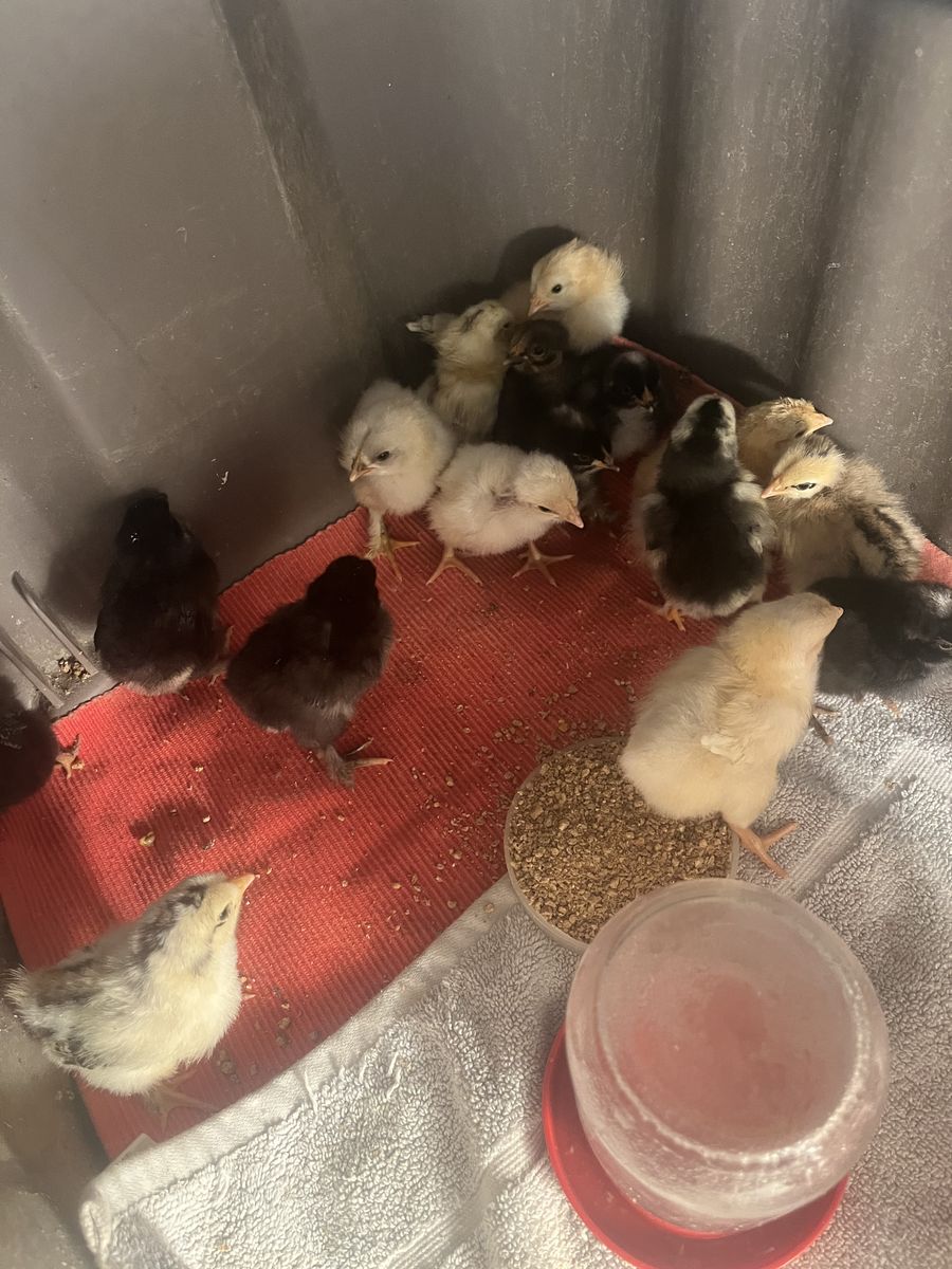 Eggs And Chicks