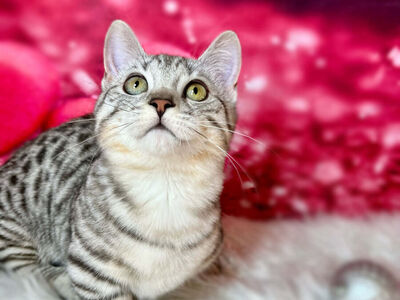 3 English Muffin kittens! • Bengal x Munchkin x British Shorthair