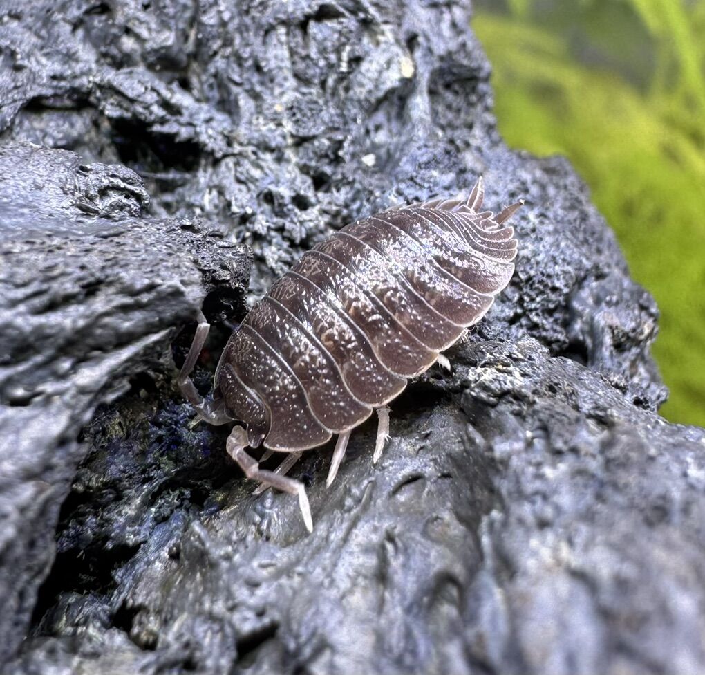 Giant Canyon Isopods