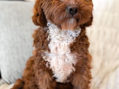 Goldendoodle Stud, Dk Red, FF, +/-, No Parti, 14#