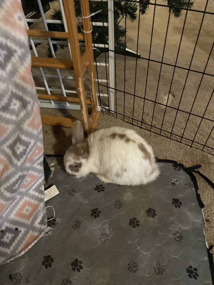 Male Lionhead mix rabbits x2