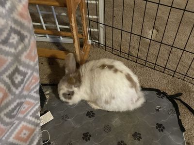 Male Lionhead mix rabbits x2