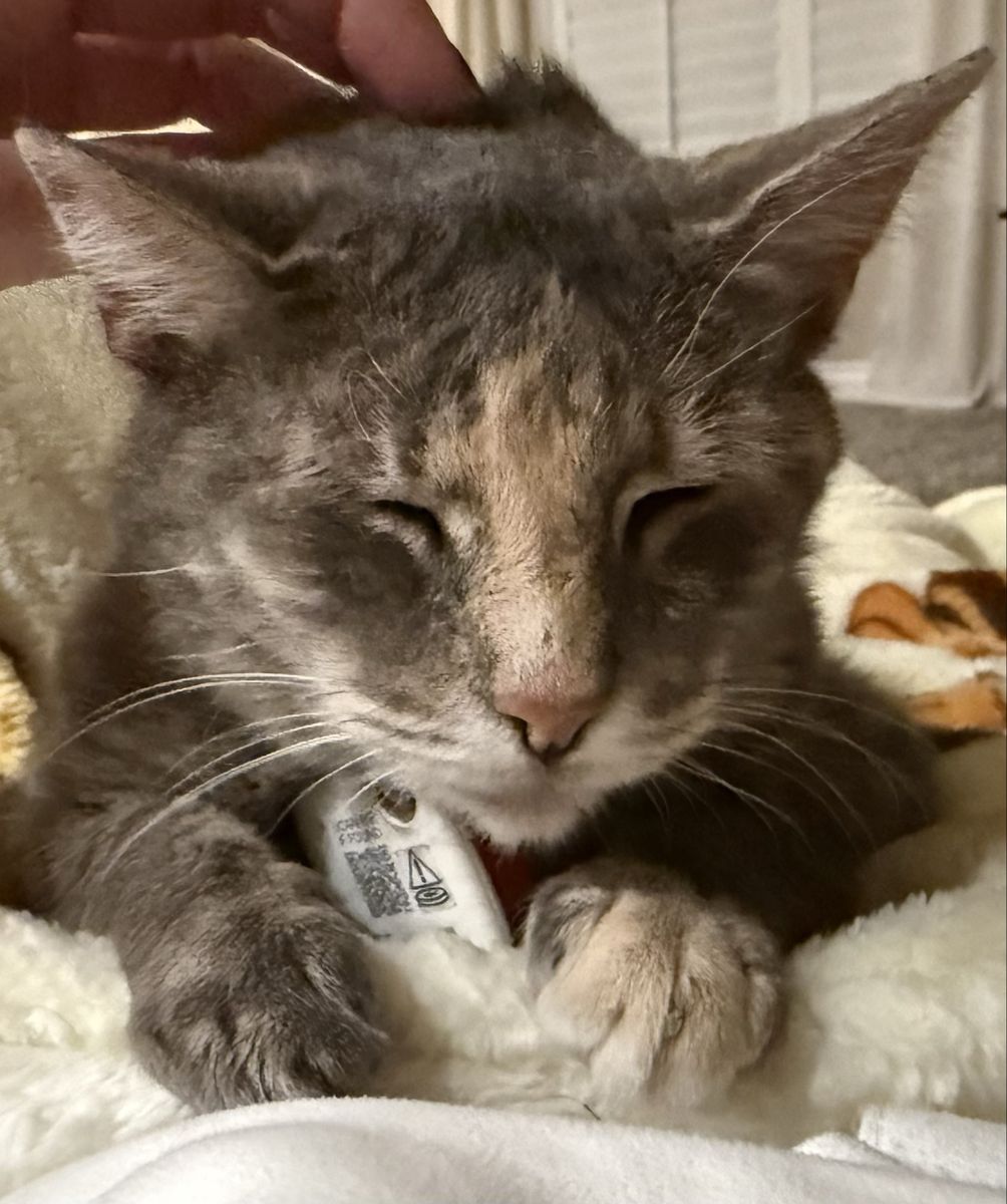 Lost cat $50 reward