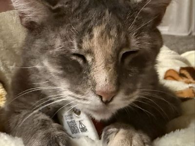 Lost cat $50 reward