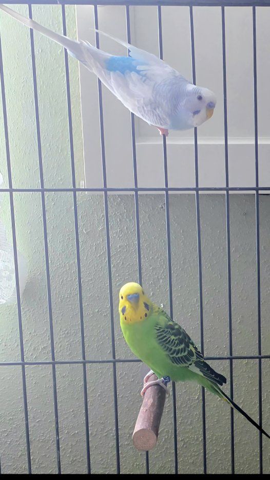 Parakeets