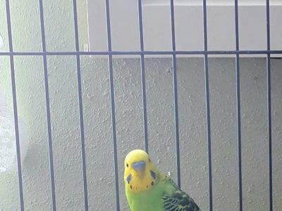 Parakeets