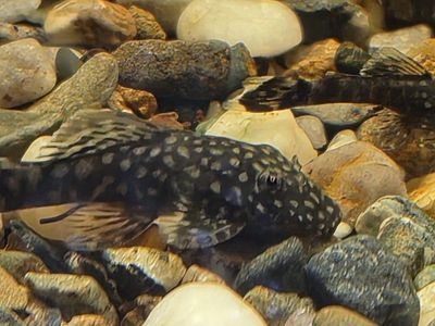 Assorted Bristlenose Plecos - Various Sizes and Colors