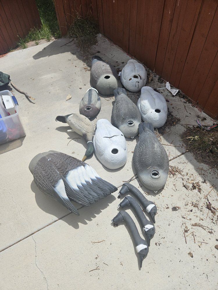 goose and duck decoys