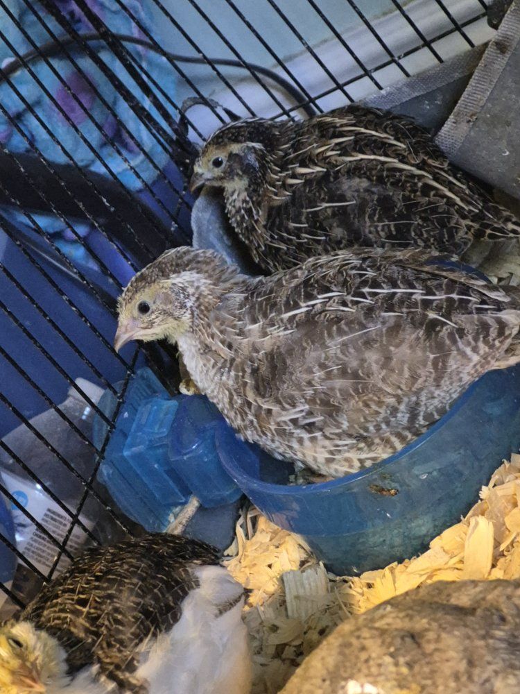 3 week old Coturnix Quail Chicks - Healthy & Active - Variety of colors