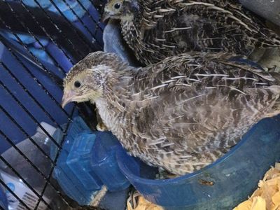 3 week old Coturnix Quail Chicks - Healthy & Active - Variety of colors