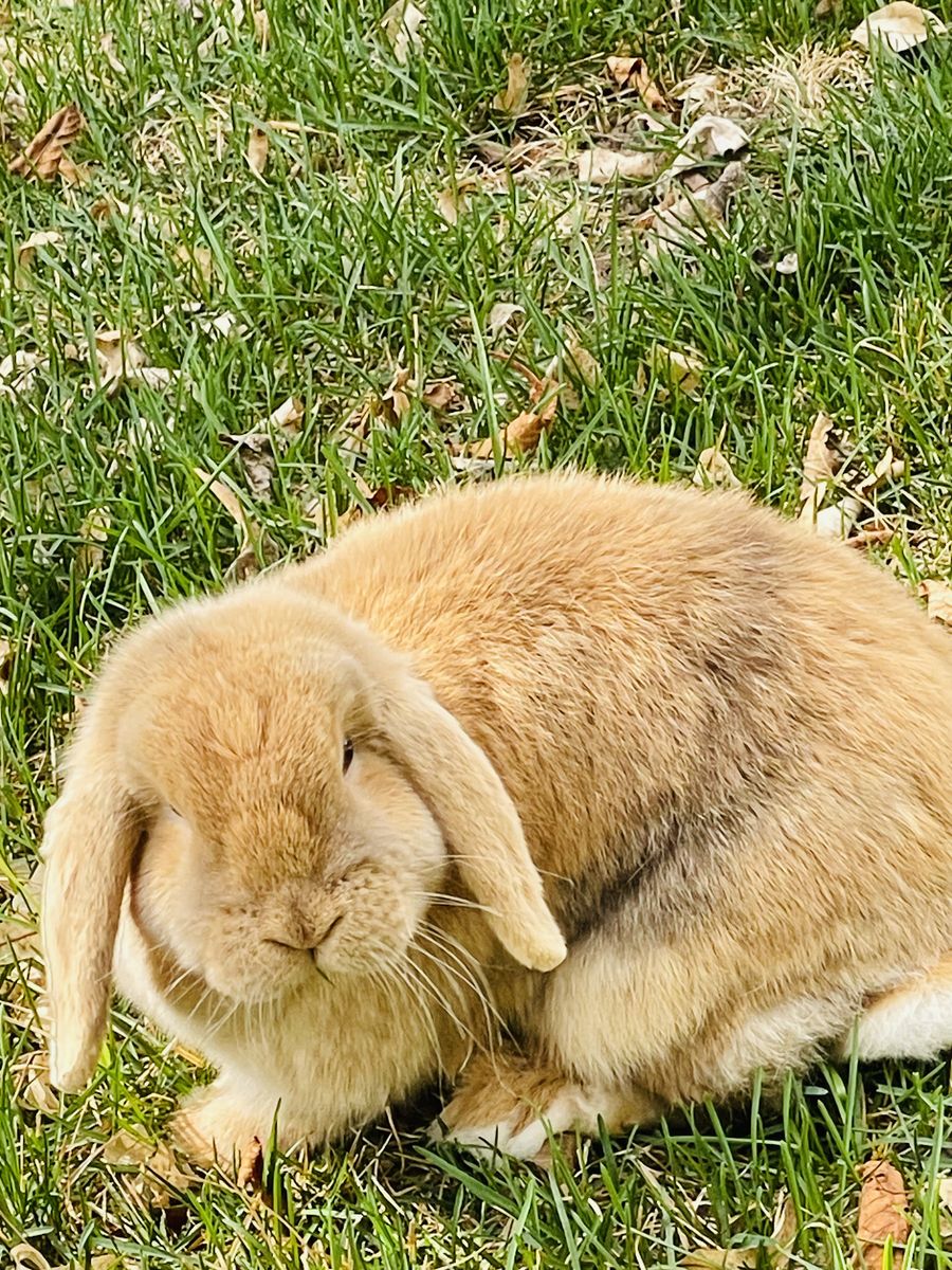 Holland Lop Bunnies