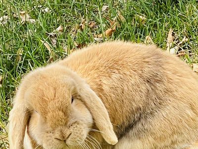Holland Lop Bunnies