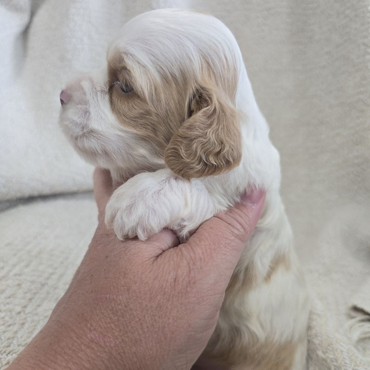 Cockapoo puppies
