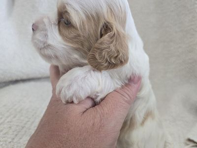 Cockapoo puppies