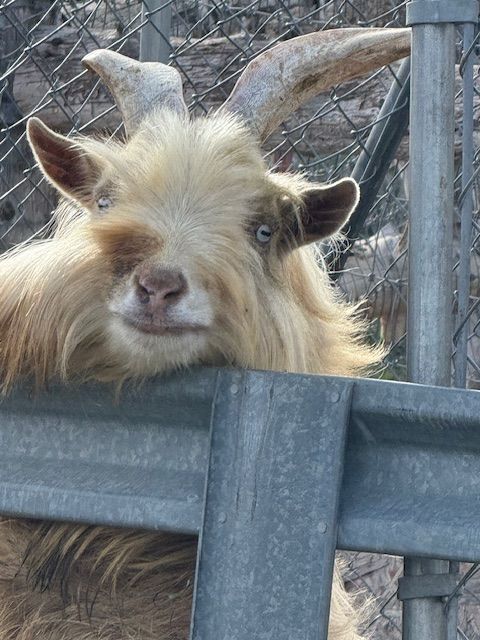 registered nigerian buck