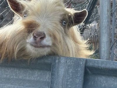 registered nigerian buck