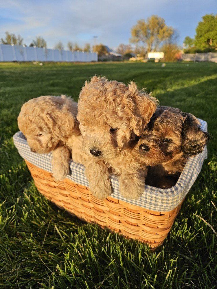 Toy Poodle/Mini Aussiedoodle Puppies