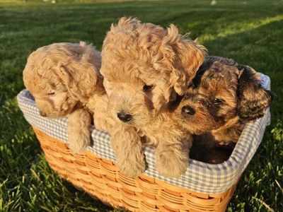 Toy Poodle/Mini Aussiedoodle Puppies