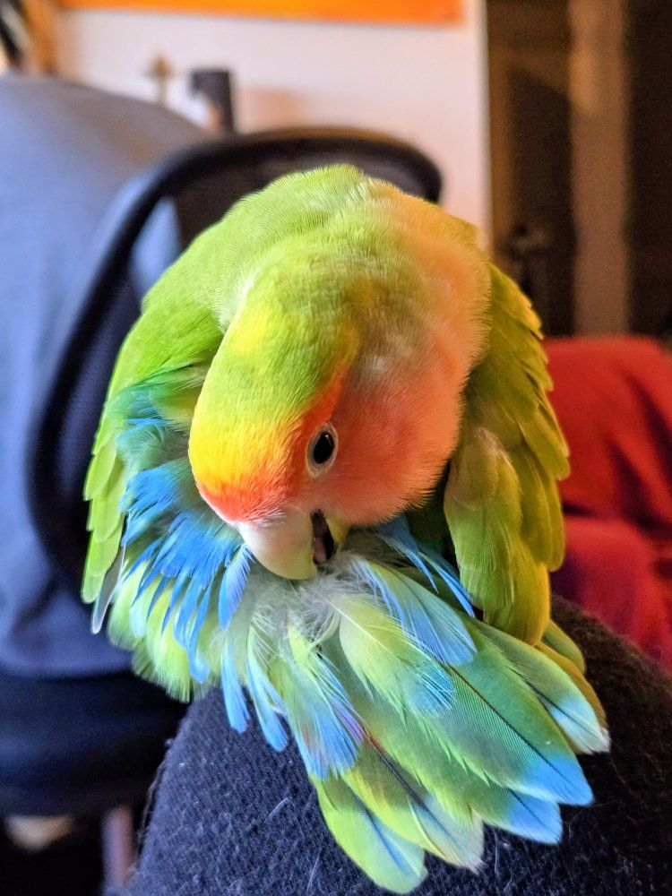 male lovebird & cage