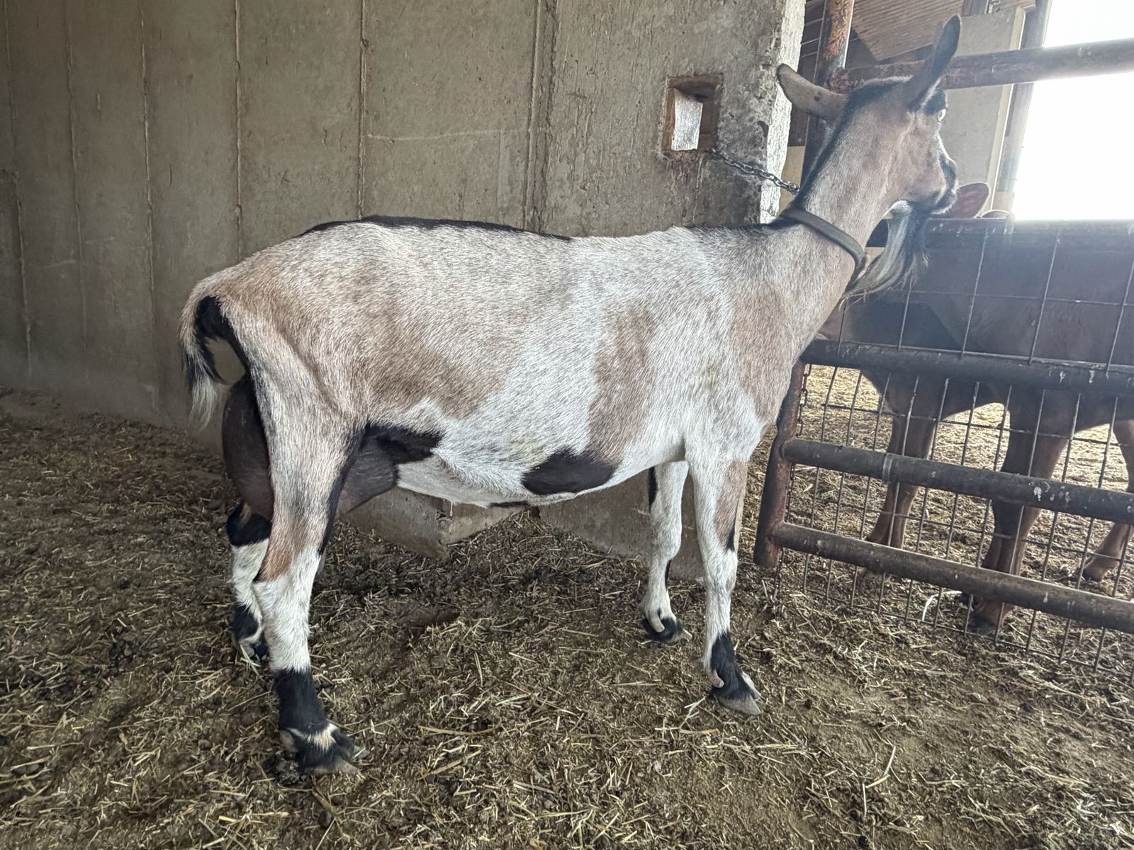 Dairy Milk Goat