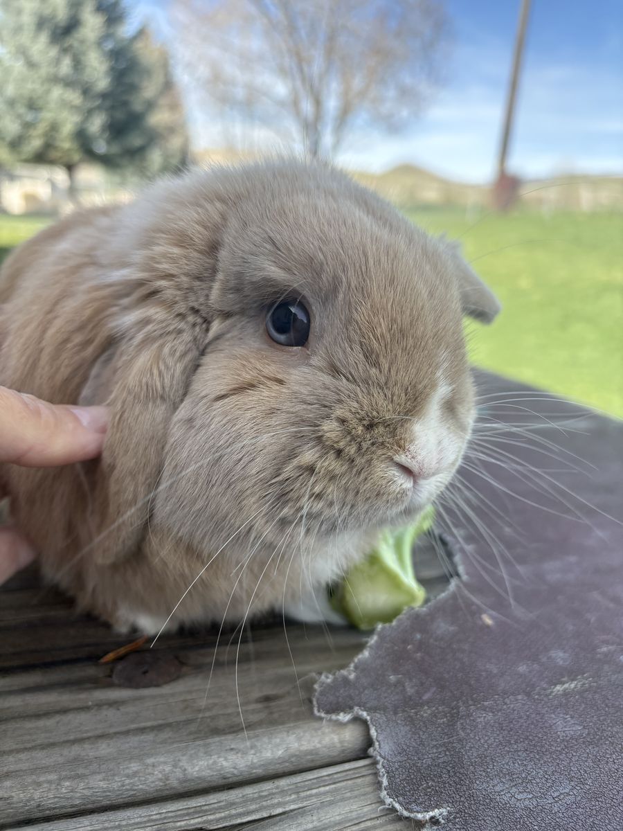 Purebred Holland Lop Buck