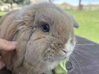 Purebred Holland Lop Buck