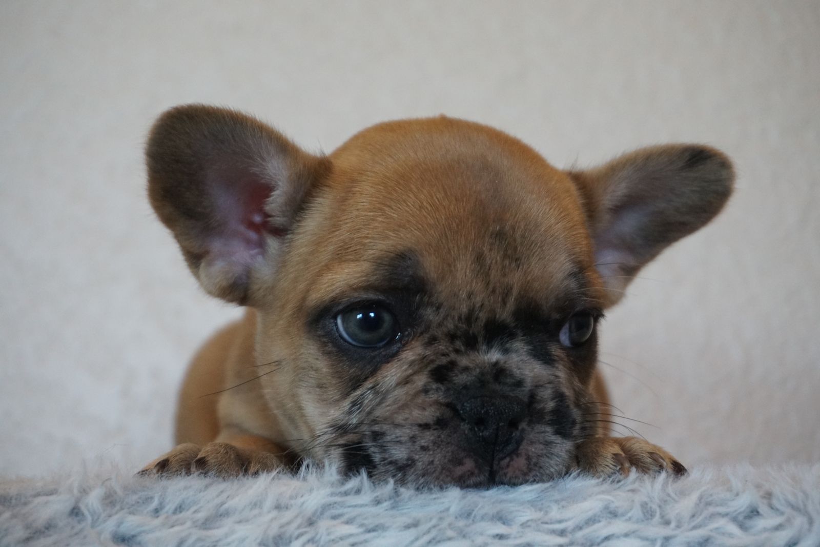 AKC French Bulldog