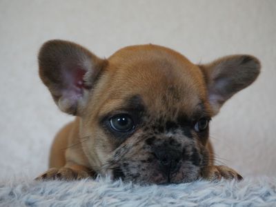 AKC French Bulldog